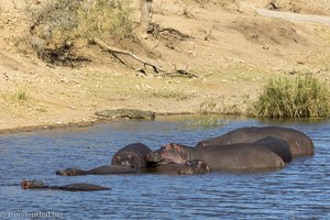 Nilpferd bei Shipandani im Krüger Nationalpark