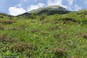 Blumenwiesen der Allgäuer Hochalpen