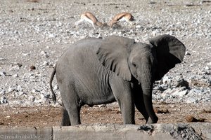 Elefant und kämpfende Springbok-Antilopen
