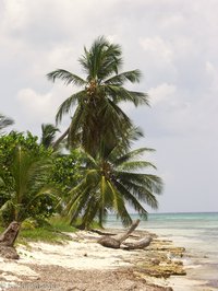 Traumstrand der Isla Saona