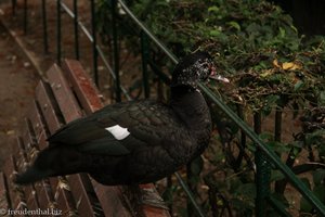 Ente im Park Jardim Braamcamp Freire