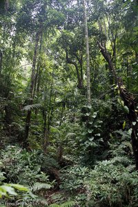 Regenwald auf Tobago
