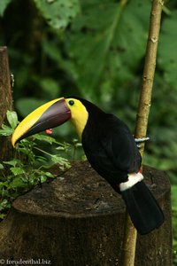 Swainson-Tukan (Ramphastos swainsonii)