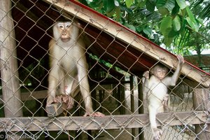 Angkor Zoo - auch die wären lieber draußen
