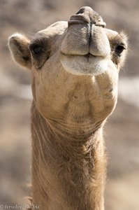 ein Kamel im Oman