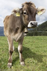 Kalb auf der Hörner Panoramatour