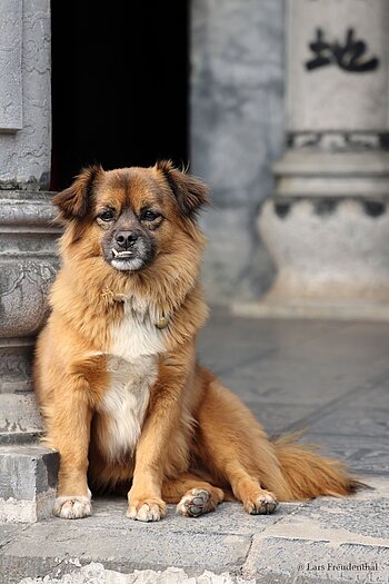 kleiner Tempelhund beim Thai-Vi-Tempel