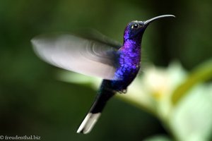 Purpurdegenflügel (Violet Sabrewing, Campylopterus hemileucurus) in Selvatura