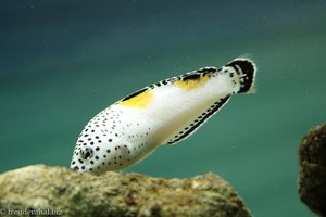 Spiegelfleck-Lippfisch, Coris Aygula