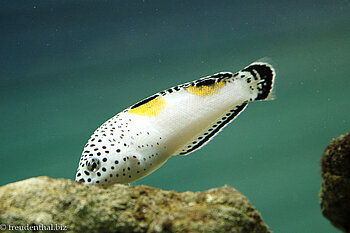 Spiegelfleck-Lippfisch, Coris Aygula