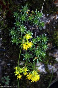 Bewimperter Steinbrech, Fetthennen-Steinbrech (Saxifraga aizoides)