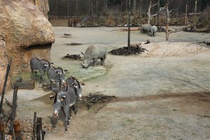 Grevyzebras und Breitmaulnashörner in der Lewa Savanne