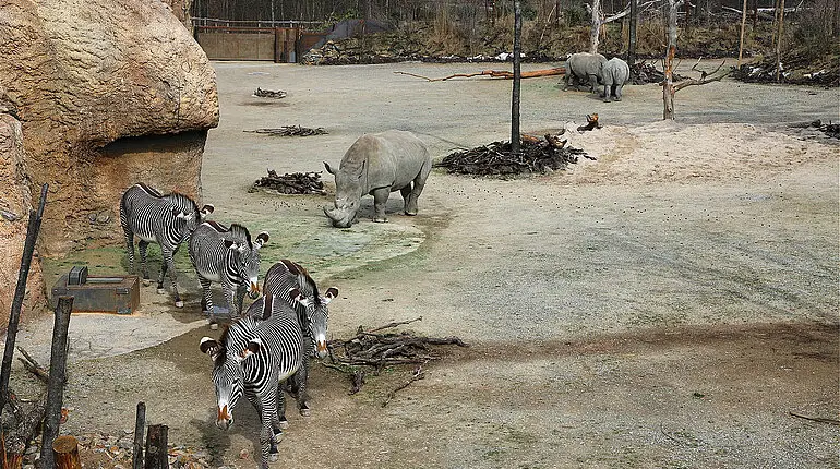 Grevyzebras und Breitmaulnashörner in der Lewa Savanne