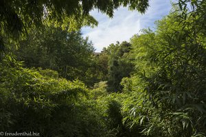 Im Bambuswald von Schloss Trauttmansdorff