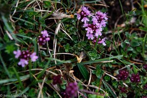 Feld-Thymian (Thymus serpyllum)