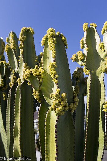 Blühende Kakteen im Bluesea Alyssa Suite Hotel bei Playa Blanca
