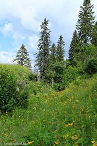 Bergweg zwischen Emmetten und Niederbauen