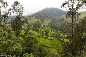 Hier ist das Tal der Quindio-Wachspalme in Kolumbien.