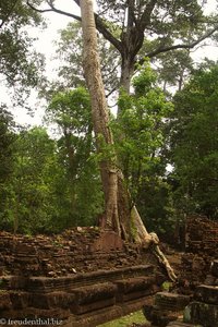 Ein Feigenbaum bei Angkor Thom