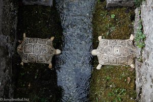 welche Schildkröte spuckt da wohl welcher ins Maul?