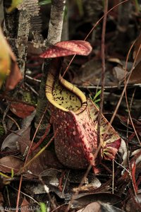 Kannenpflanze (Nepenthes Rafflesiana)