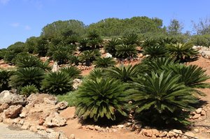 Cycas-Palmen