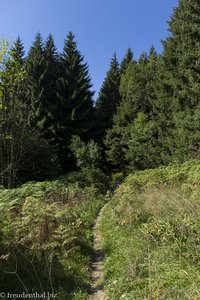 Wald und Wiesen bei Iberg