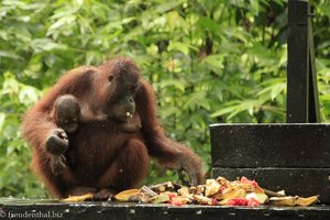 Orang Utan mit Baby