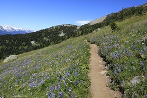 herrliche Wanderwege durch Blumenwiesen auf dem Whistler