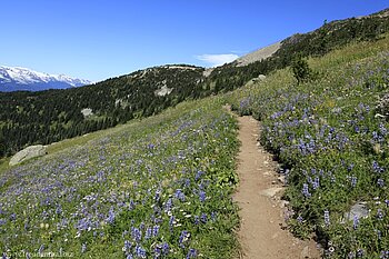 herrliche Wanderwege durch Blumenwiesen auf dem Whistler