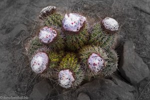 Kakteen der Art »Melocactus curvispinus« in der Tatacoa-Wüste von Kolumbien.
