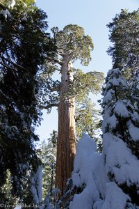 Blick auf den General Grant Tree