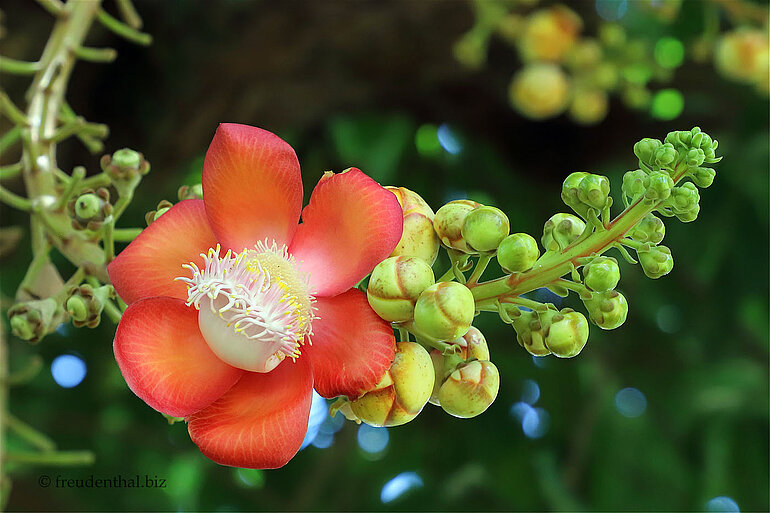 Eine Blüte im Parque de las Esferas