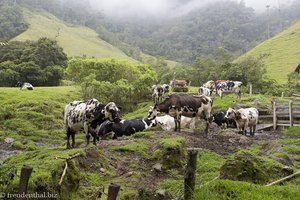 Die Kühe nach dem Melken, auf dem Rückweg im Valle del Cocora.