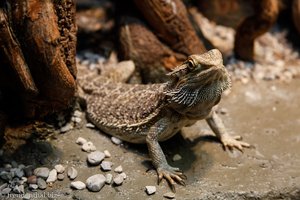 Bartagame (Pogona vitticeps)