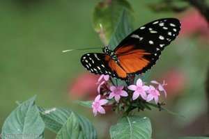 Tiger-Passionsblumenfalter im Mariposario Spirogyra