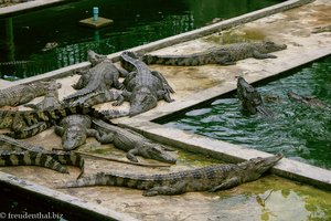 Angkor Zoo - Krokodile