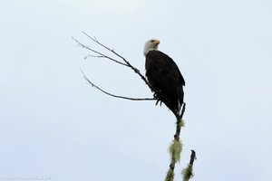 Weißkopfseeadler beim Clayoquot Sound