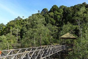 Holzstege als Spazierweg durch den Mangrovenwald