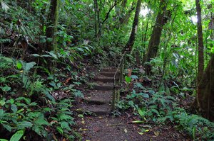 Treppenweg im Regenwald