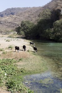 Kühe beim Wadi Darbat, nahe Salalah im Oman
