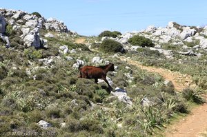 Mallorquinische Wildziege