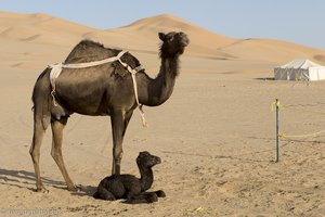 wachsame Dromedarstute bei ihrem Fohlen in der Rub al-Khali