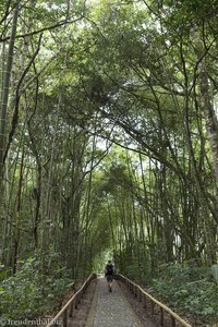 Wege durch den Wald im Archäologischen Park von San Agustín von Kolumbien.