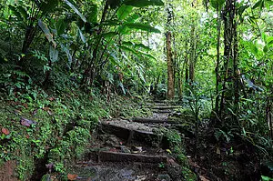 Treppenpfad durch den Regenwald des Tapanti Nationalparks