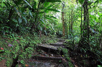 Treppenpfad durch den Regenwald des Tapanti Nationalparks