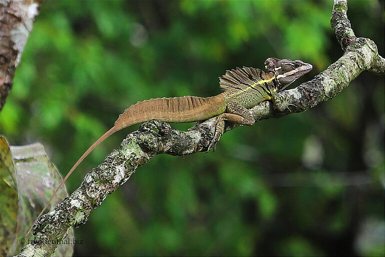 Stirnlappenbasilisk - Basiliscus plumifrons
