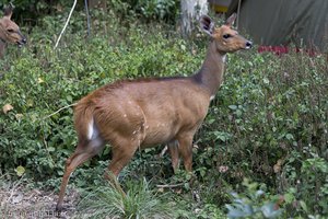 Buschbock auf dem Bhangazi Bushcamp bei St. Lucia