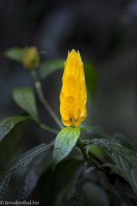 Blütenstand im Quindío Botanical Garden