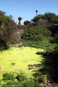 unerwarteter Tümpel am Monte Graciosa